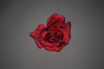 Rose 010
